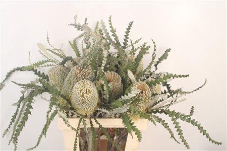 Banksia Speciosa