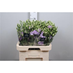 Eus G Arena Lavender