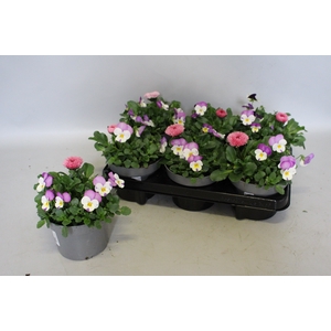Viola Bellis 13 cm Persian wing, Rose