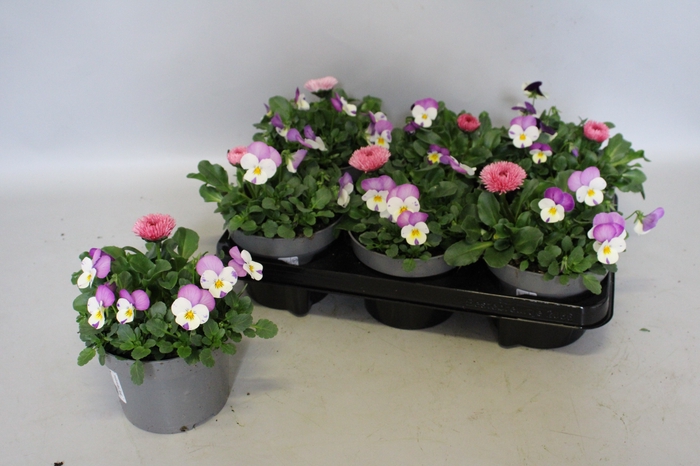 <h4>Viola Bellis 13 cm Persian wing, Rose</h4>