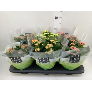 Kalanchoe blos.   ..rosebud mix  4