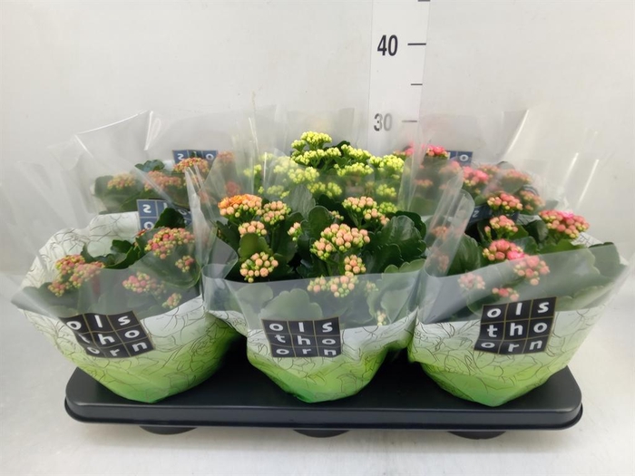 <h4>Kalanchoe blos. ..rosebud mix 4</h4>