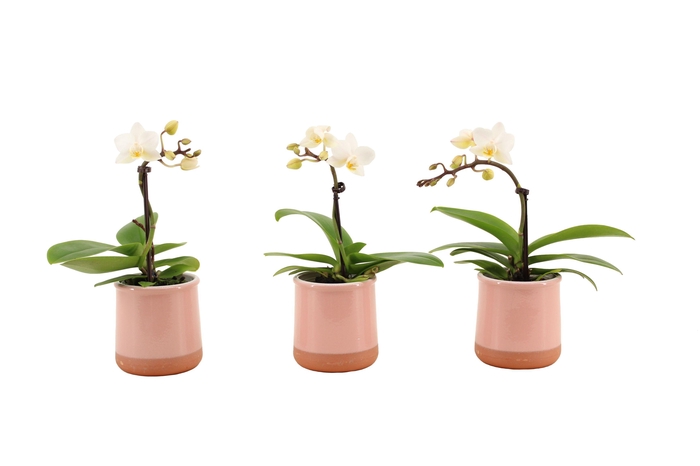 <h4>Valencia Roze Tiny Dolls Wit 1T7+ aqu@</h4>