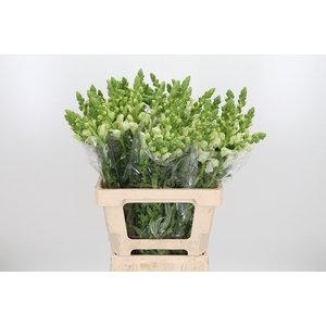 Antirrhinum Po White