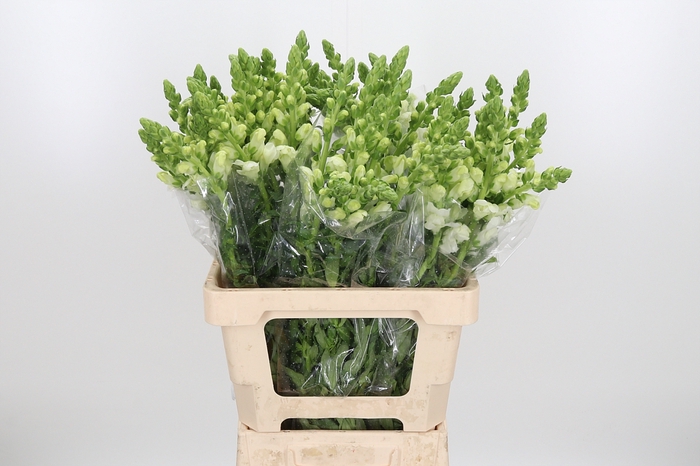 <h4>Antirrhinum Po White</h4>