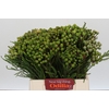 Kaaps Groen Baubles