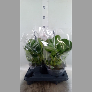 Pilea peperomioides