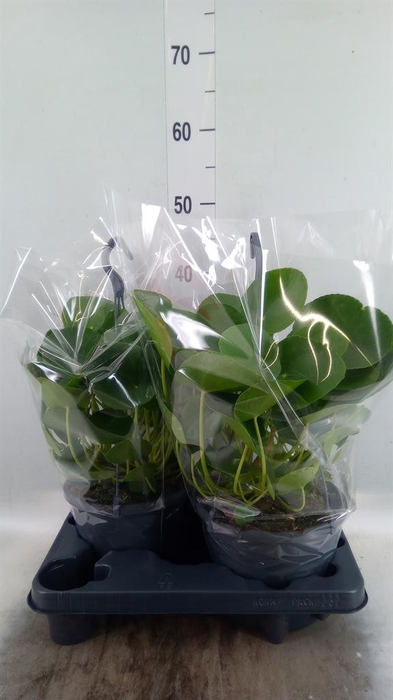 <h4>Pilea peperomioides</h4>