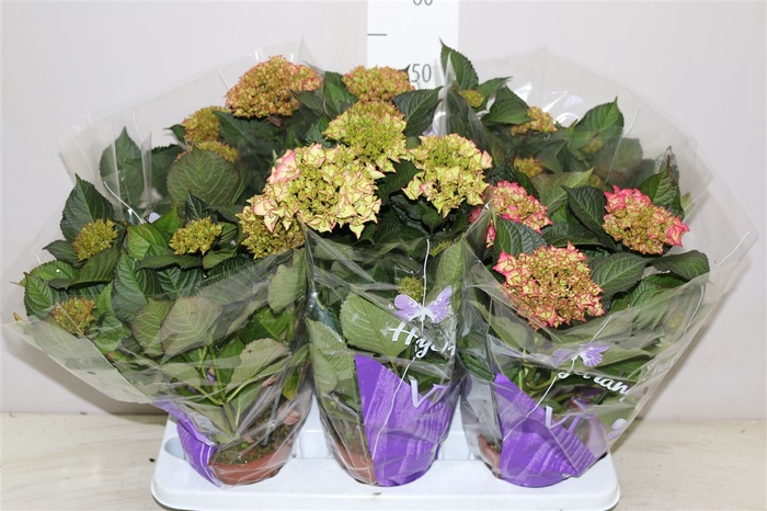 <h4>Hydrangea Red Angel Purple 5-7</h4>