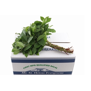Salal Tips Mt St Helens Extra