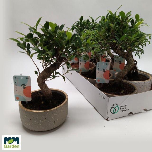 <h4>Bonsai   ...mix</h4>