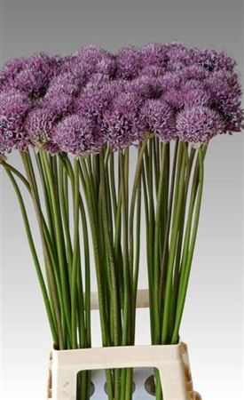 <h4>Allium Gladiator</h4>