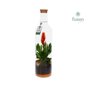 Green Bottle fles Jumbo met bromelia