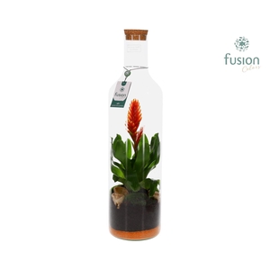 Green Bottle fles Jumbo met bromelia
