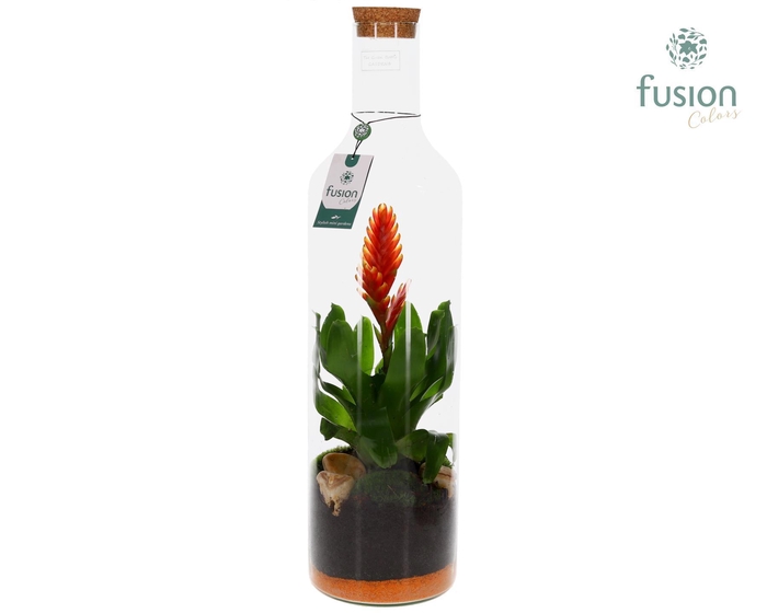 <h4>Green Bottle fles Jumbo met bromelia</h4>