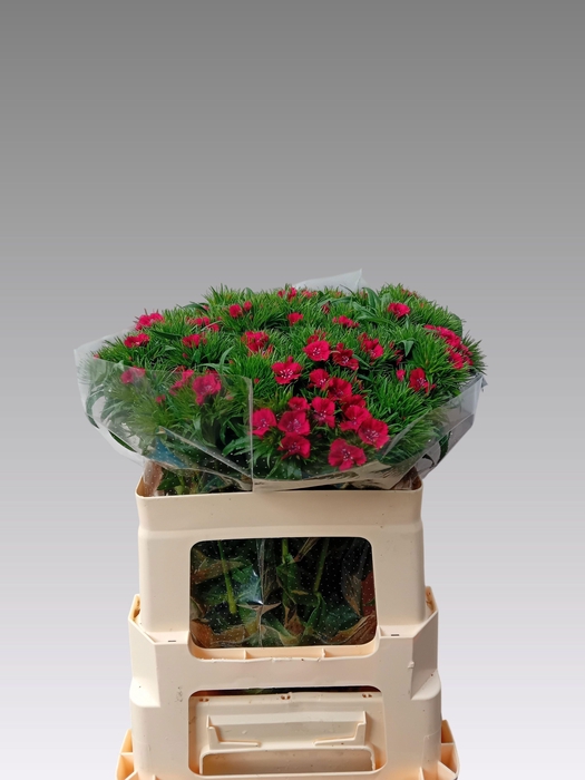 <h4>DI BARB S WILL RED</h4>