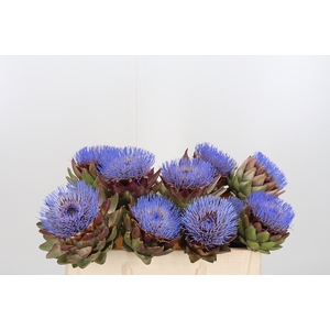 Cynara Groene V Laon