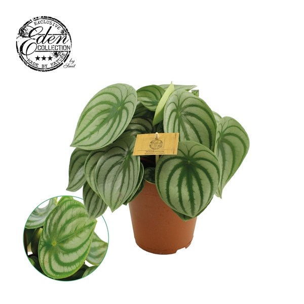 <h4>Peperomia Argyreia 15cm</h4>