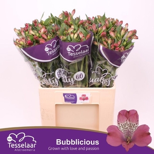 Alstr Bubblicious