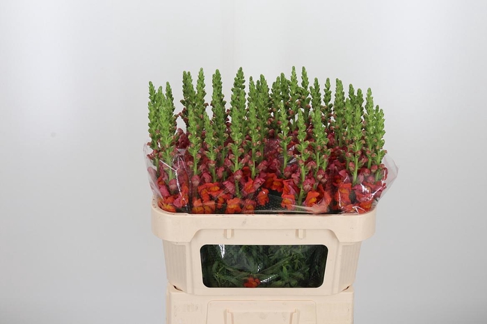 <h4>Antirrhinum Po D. Orange</h4>