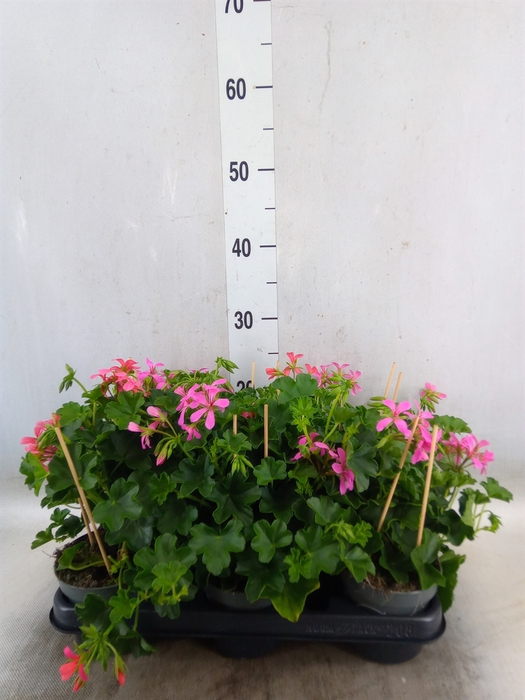 <h4>Pelargonium pelt. 'Balkon Lila'</h4>