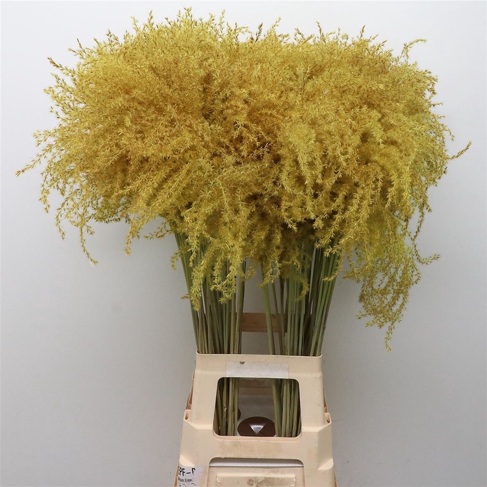 <h4>DRIED STIPA FEATHER YELLOW</h4>