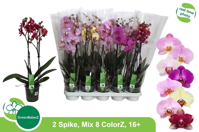 <h4>PHAL GEM 8 KL</h4>