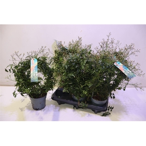 arr8 Jasm Polyanthum Wit