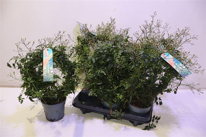 <h4>arr8 Jasm Polyanthum Wit</h4>