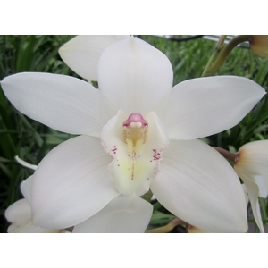 Cymbidium Early White 80 cm X2 Koningshof