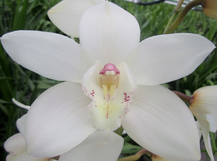 <h4>Cymbidium Early White 80 cm X2 Koningshof</h4>