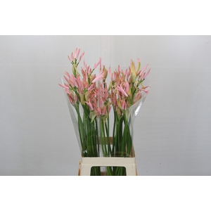 Nerine Vesta K Artistiek