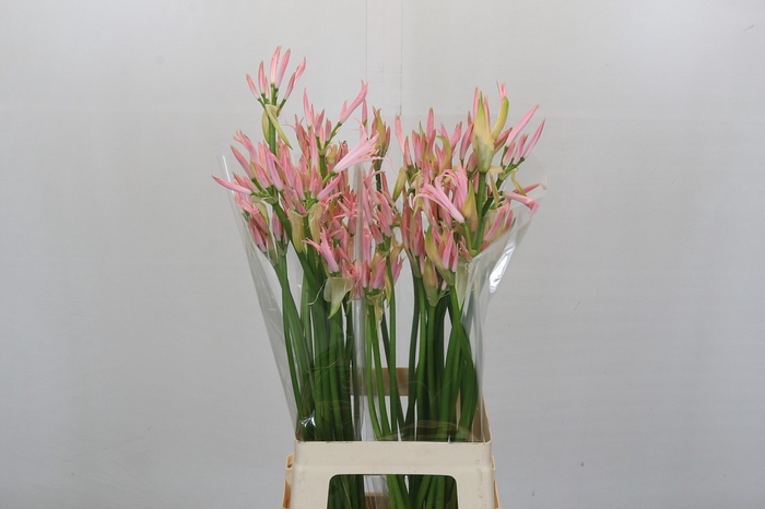 <h4>Nerine Vesta K Artistiek</h4>