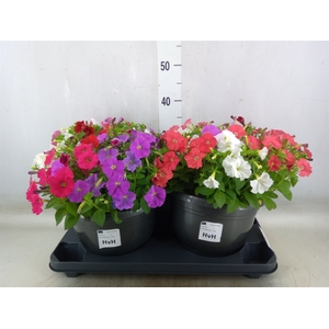 Petunia  'Picobella'   ...mix