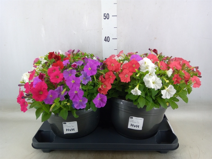 <h4>Petunia  'Picobella'   ...mix</h4>