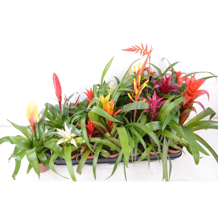 <h4>BROMELIA GEM 15 SRT</h4>