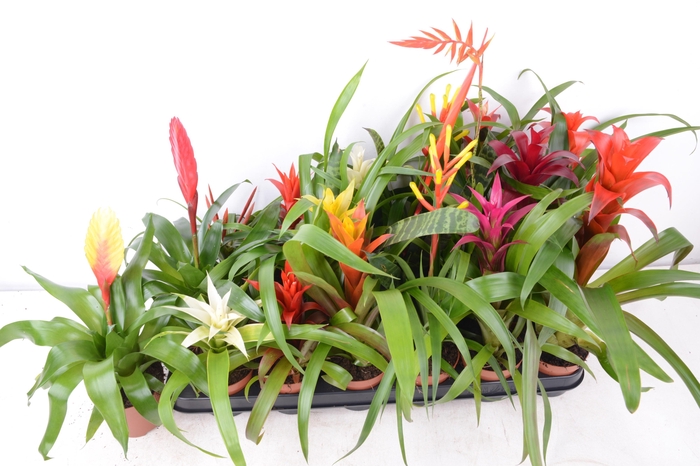 <h4>BROMELIA GEM 15 SRT</h4>