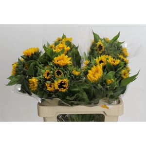 Helianthus Orange Fire