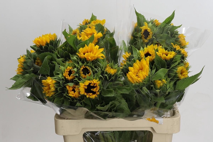 Helianthus Orange Fire