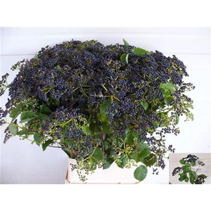 Vibur Blueberry Hill