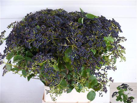 <h4>Vibur Blueberry Hill</h4>