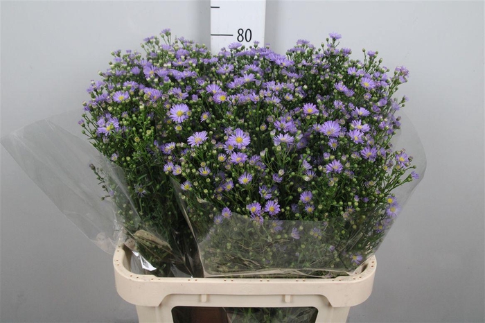 <h4>Ast Cassandra</h4>