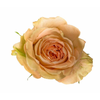 R Gr Country Home Peach 50cm EC