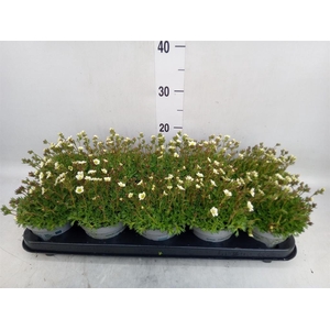 Saxifraga arend. 'Touran White'