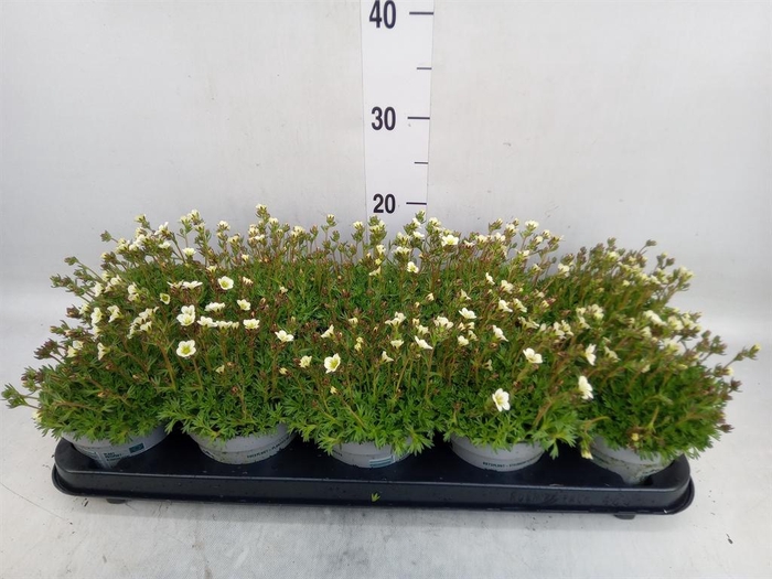 <h4>Saxifraga arend. 'Touran White'</h4>