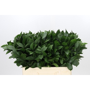 RUSCUS HYPOPHYLLUM