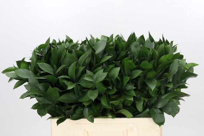 <h4>RUSCUS HYPOPHYLLUM</h4>