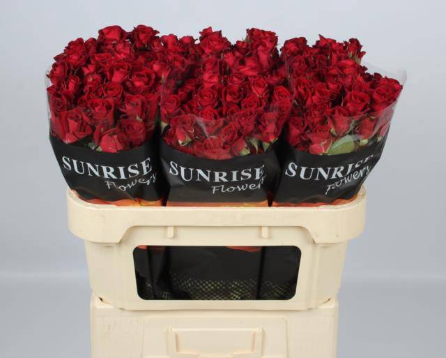 <h4>R TR DOMINICA</h4>