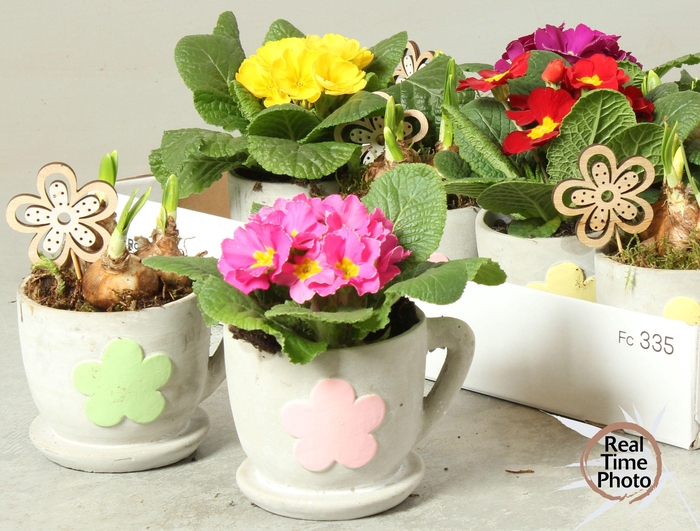 <h4>ARR TUINPLANTEN</h4>