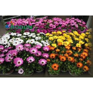 OSTEO SENORITAS MIXK